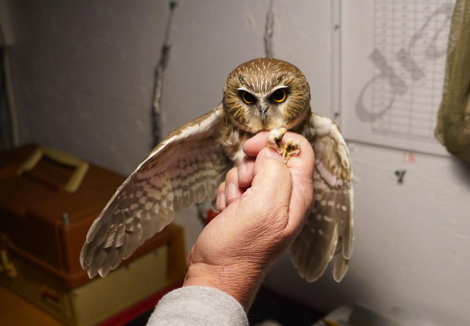 A northern saw-whet owl is held Oct. 28 by licensed bird bander Dale Matheson of Amherst during a banding session. The bird was released.