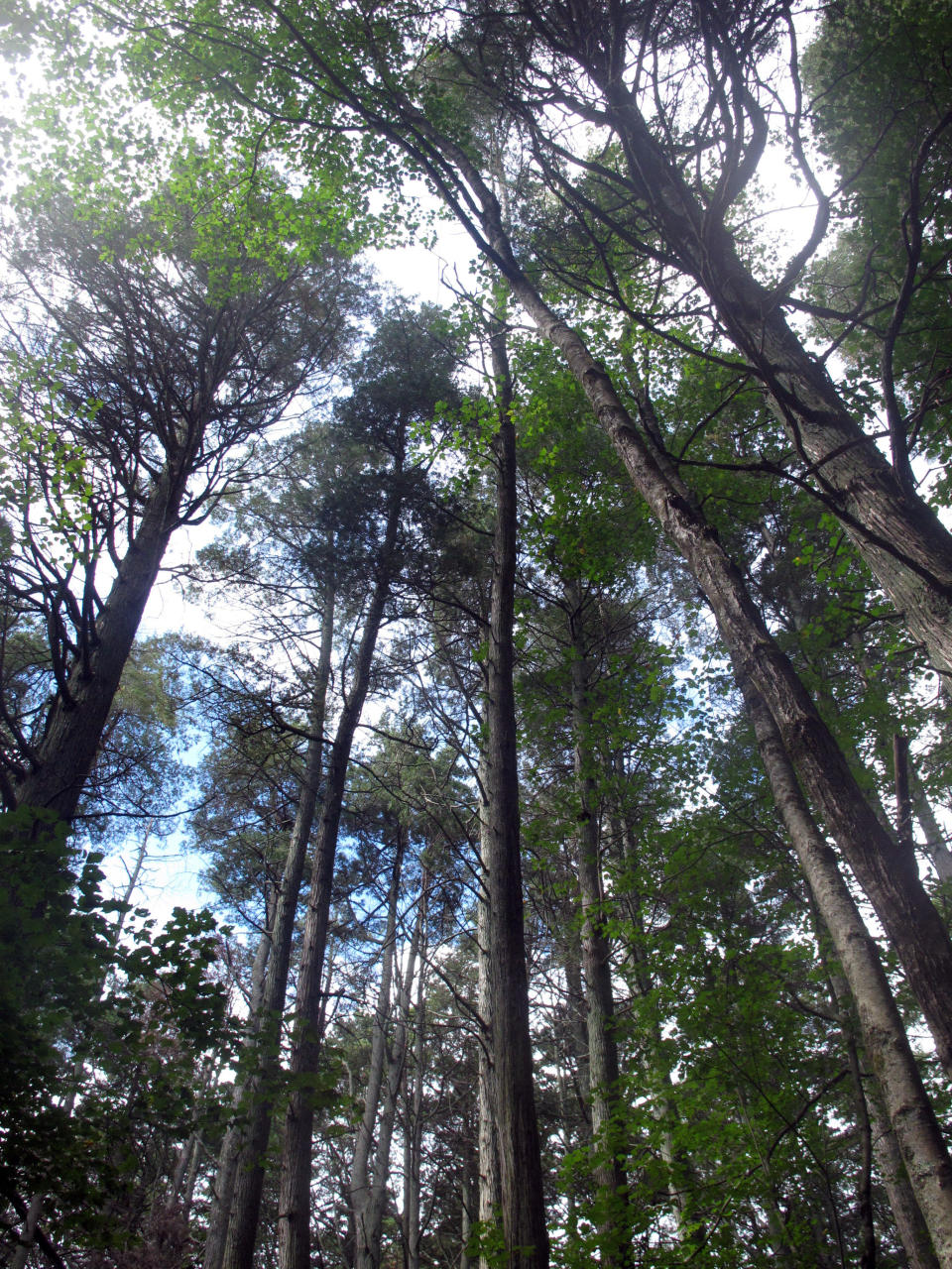 This Sept. 22, 2021 photo shows mature Atlantic White Cedar trees in Brendan Byrne State Forest in Woodland Township, N.J. New Jersey officials plan to restore 10,000 acres of cedars in what they say is the largest such effort in the U.S. (AP Photo/Wayne Parry)