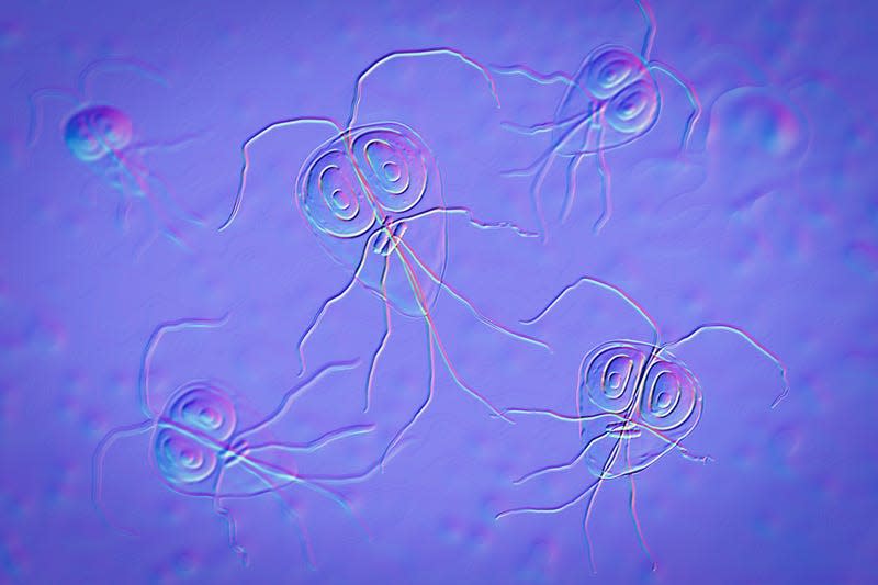 An illustration of Giardia parasites. - Illustration: Science Photo Library (AP)