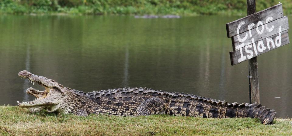 An American Crocodile rests on Croc Island prior to Gatorama's Big Bull Roundup on Sunday at the Moore Haven attraction.  