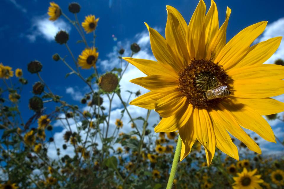 A bee lands on a sunflower near a field along Highway 4 near Woodsbro Road in San Joaquin County just east of Stockton.