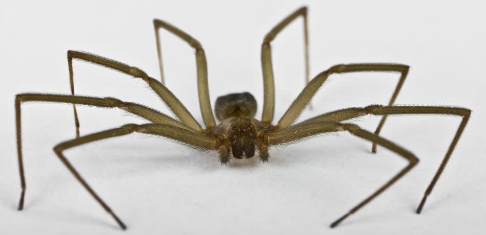 New owners discover 30 brown recluse spiders in their new residence on their first night in the house