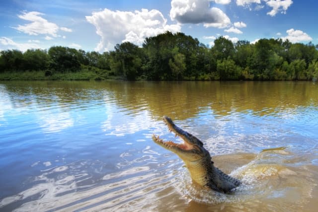 Jumping crocodile in Adelaide River, Darwin