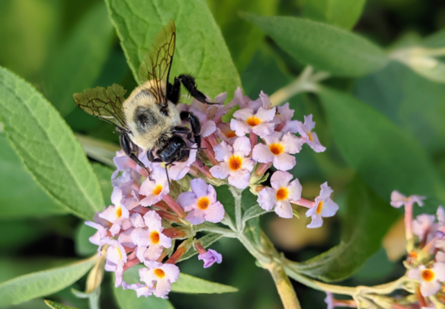 Finding hibernating bumblebees - Bumblebee Conservation Trust