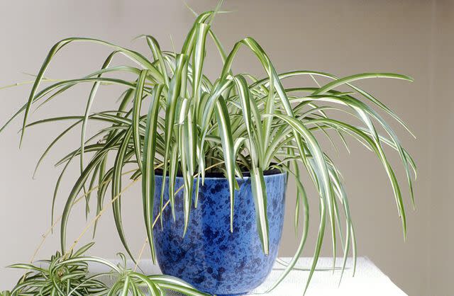 Lynne Brotchie / Getty Images Spider Plant