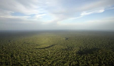 A view is seen from the Amazon Tall Tower Observatory (ATTO) in Sao Sebastiao do Uatuma in the middle of the Amazon forest in Amazonas state January 10, 2015. REUTERS/Bruno Kelly