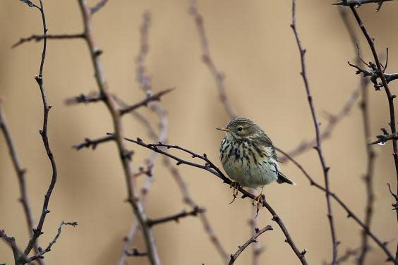 English and Welsh officials gave the go-ahead to shoot skylarks (iStock)