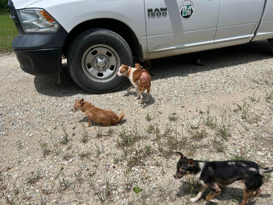 (Photo courtesy: West Memphis Animal Shelter)