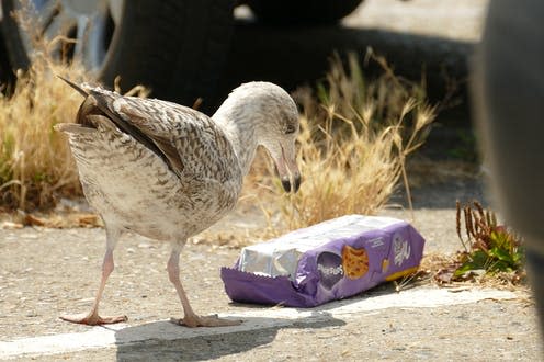 <span class="caption">Microplastics, which can originate from the breakdown of plastic products, can be found practically everywhere on our planet.</span> <span class="attribution"><a class="link " href="https://pixabay.com/photos/seagull-bird-fauna-waste-plastic-4401424/" rel="nofollow noopener" target="_blank" data-ylk="slk:MrsBrown/Pixabay;elm:context_link;itc:0;sec:content-canvas">MrsBrown/Pixabay</a></span>