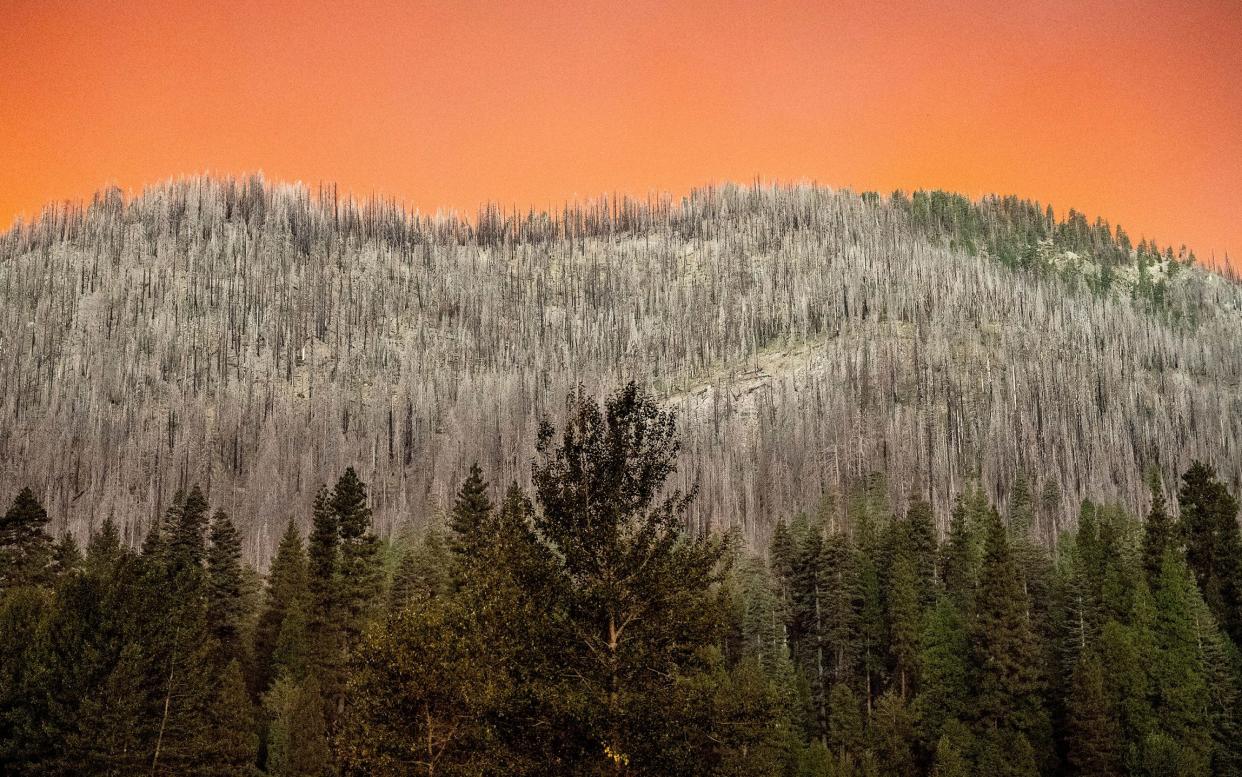 A hillside burned in a previous wildfire in Tehama County, California