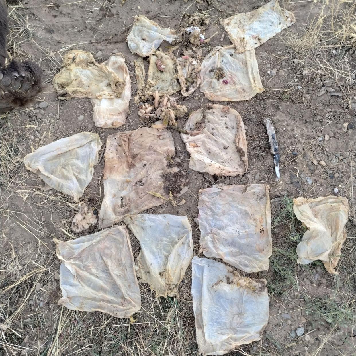 A photo shows wipes removed from the stomach of a black bear euthanized Sept. 9 in Telluride. The wipes, along with other trash, caused a severe intestinal blockage that prevented the bear from digesting food.