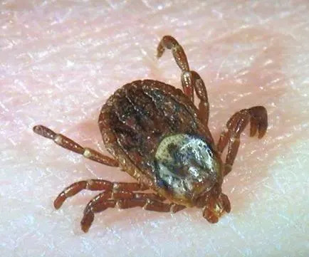 The American dog tick is one of the tick species present in Delaware.