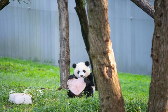 National Zoo Panda Cub Celebrates His First Snacking on Giant Ice Cakes with Mom