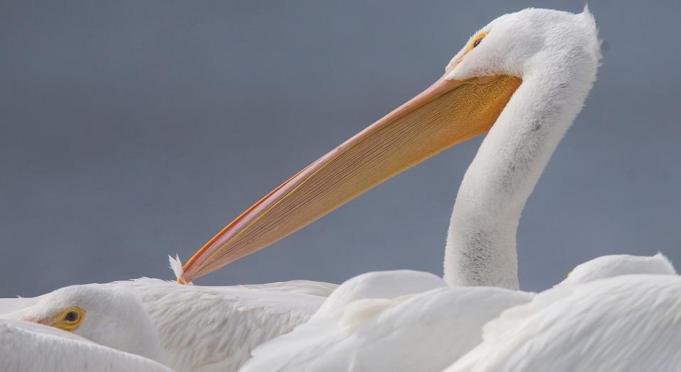 An American white pelican preens at Getaway Marina on Fort Myers Beach onTuesday, Nov. 28, 2023. The winter residents are back for the winter season after making a long flight from northern states.