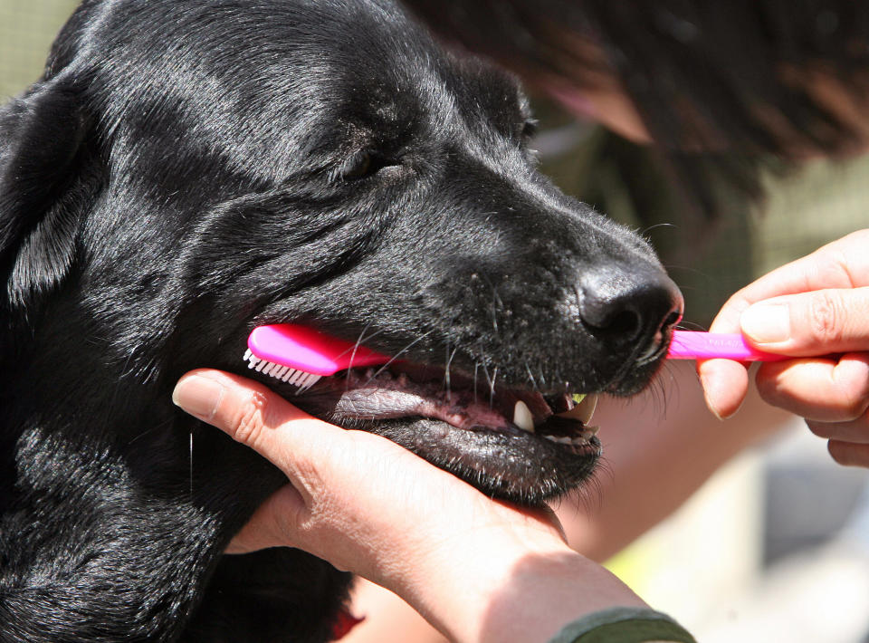 Cepillar los dientes de tu perro es importante Getty Images