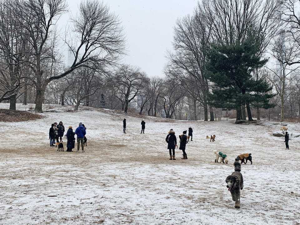 A light snow falls in New York's Central Park on Jan. 28, 2022. (Shahrzad Elghanayan / NBC News)