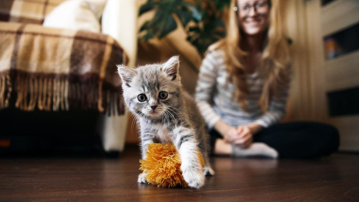  Kitten training tips: cute grey kitten playing with orange toy. 