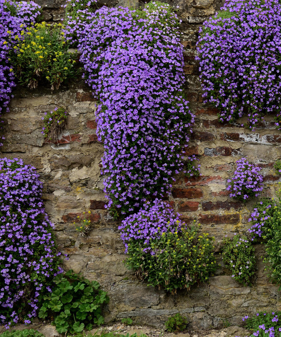 purple flowers of aubretia growing over a stone wall