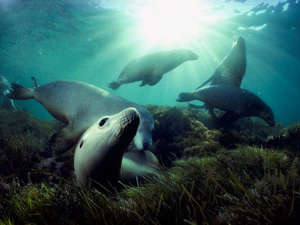 The threatened Australian sea lion is found only in the Great Australian Bight, which arcs around the southern shore of the continent. The mammal is distinguished by an unusual breeding cycle that occurs every 18 months and has pups suckle for a year and a half.