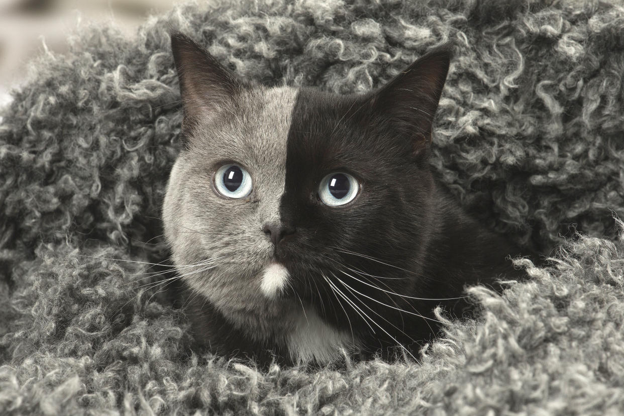 This cat’s perfectly split facial fur is thought to be a result of different DNA on each side. (Caters)