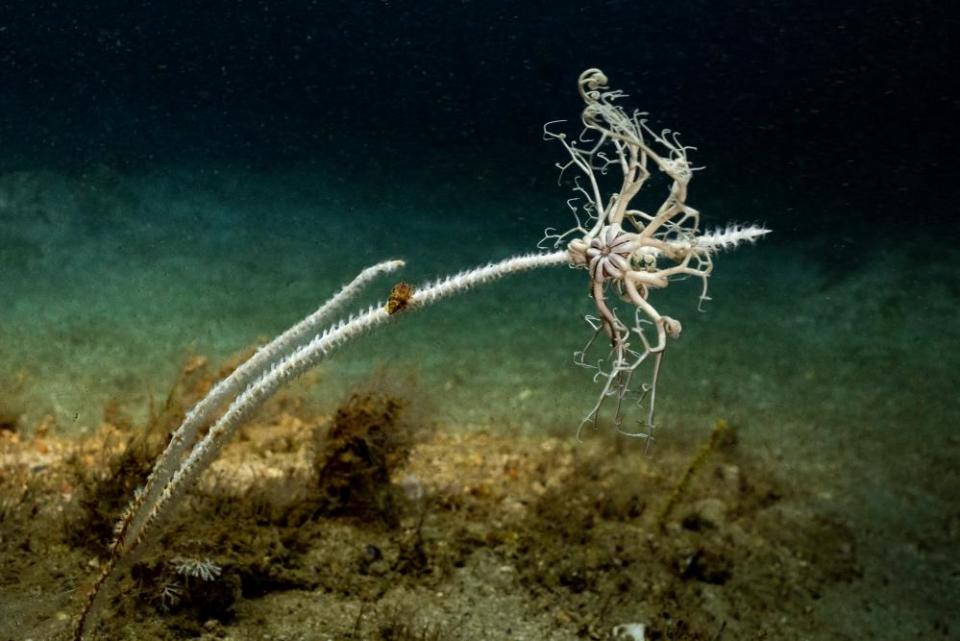 An echinoderm spreads its tentacles to capture plankton.