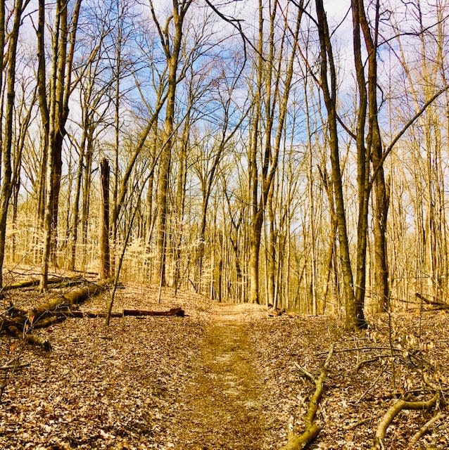 The winter forest on the Tecumseh Trail.