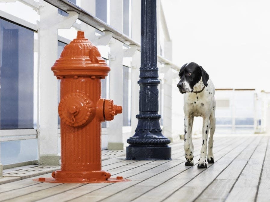 Pet onboard the Queen Mary 2.