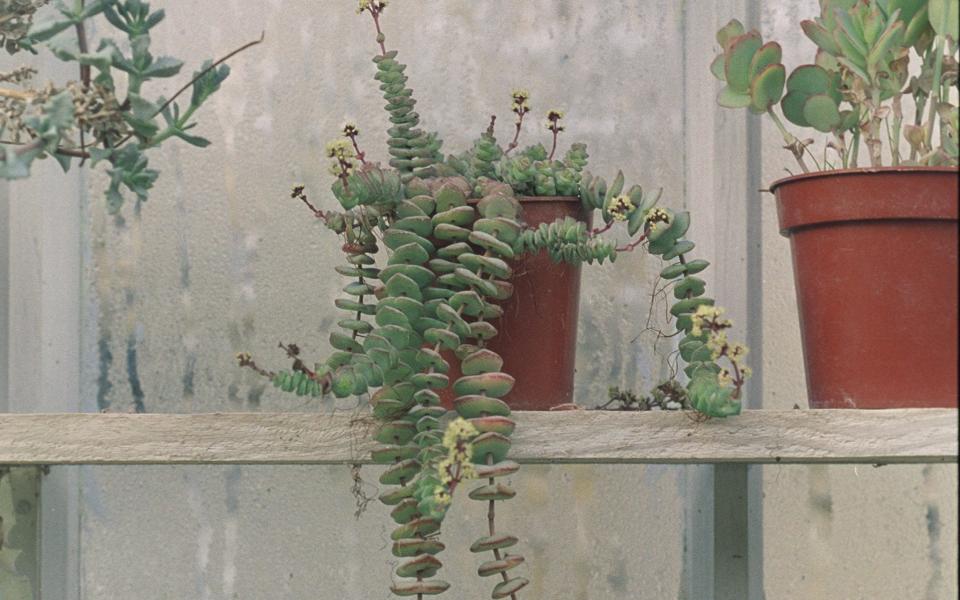 Crassula (Jade plant) - Eleanor Bentall