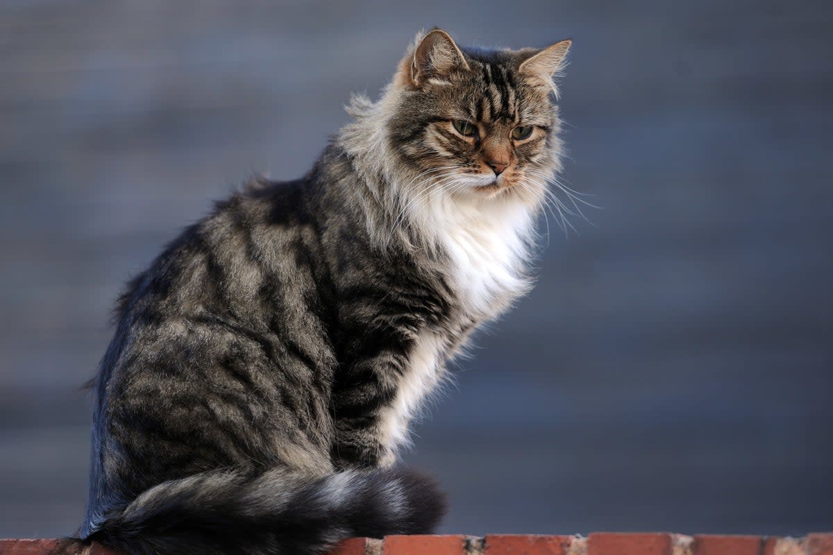 There is no evidence this disease can spread to humans and dogs (Nick Ansell/PA) (PA Archive)