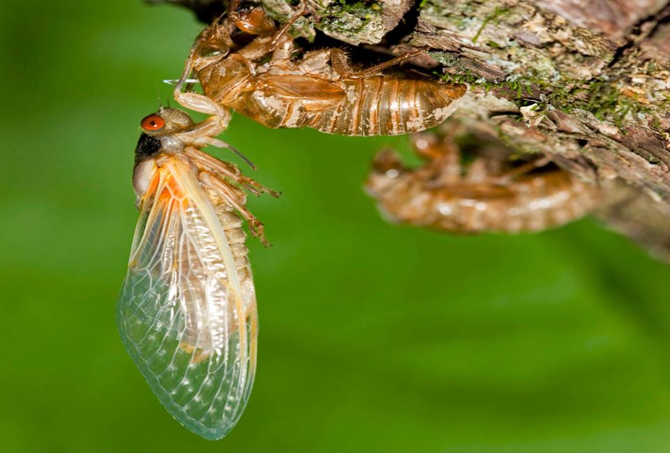 Billions of cicadas are expected to invade several states this spring.