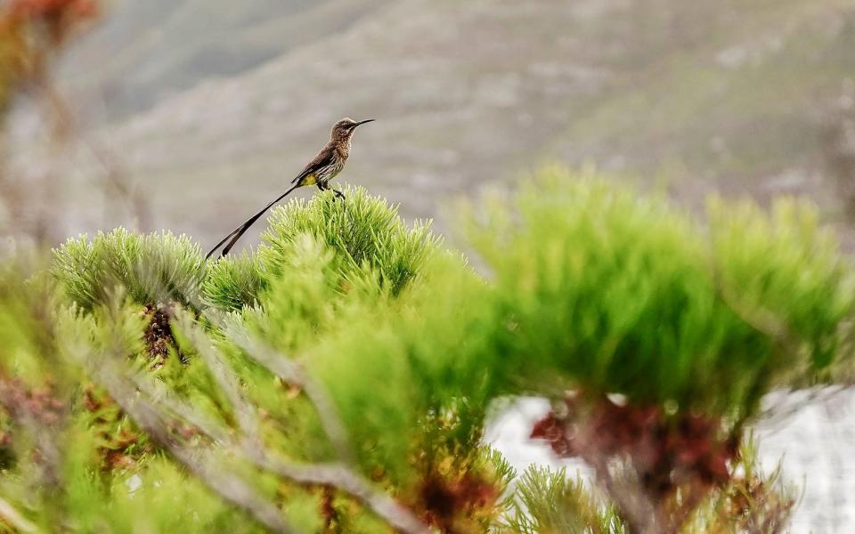 Stanford Valley birdwatching south africa - www.jacquesmarais.co.za/Stanford Valley