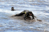 <p>A handout photo made available by Sri Lanka Navy media unit shows Sri Lanka Navy divers trying to tie a rope around an elephant who had strayed away into the open sea and trying to stay afloat off the East coast of the Island on July 12, 2017. (Photo: Sri Lanka Navy media unit/REX/Shutterstock) </p>