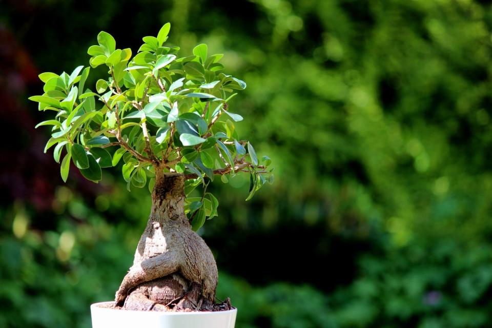 Small ficus plant in a white pot.