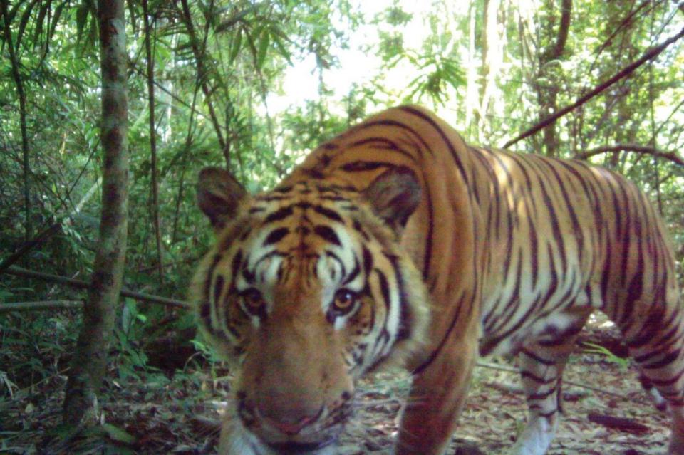 Endangered: A curious male tiger walks in the jungle in eastern Thailand (AP)