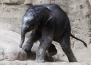 An unnamed baby elephant calf explores the elephant barn at the Hagenbeck Zoo on April 18, 2012 in Hamburg, Germany. The male calf was born on April 13 with a weight of 100 kilos as the third calf of mother elephant Lai Sinh. (Photo by Joern Pollex/Getty Images)