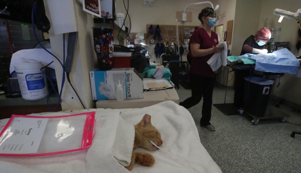 A cat named Sunny recovers wrapped in towels as veterinarian Dr. Lindsey Cossa and other staff perform neutering operations, Friday, Sept. 9, 2022, at Volusia County Animal Services.