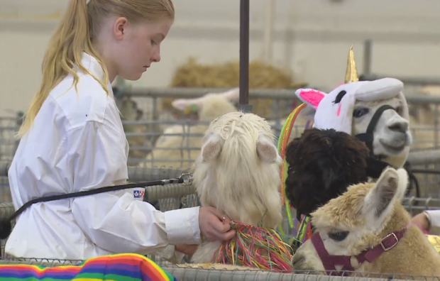 Llamas in costume compete for prize money at Norfolk County Fair