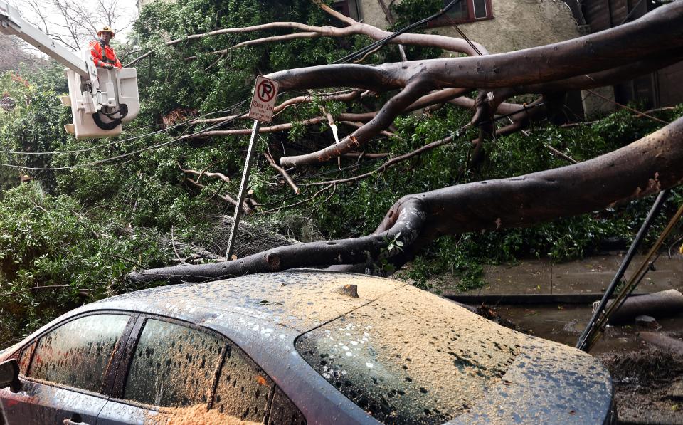 Officials clean up a large tree that fell in a Los Angeles neighbourhood, damaging vehicles and power lines on 19 February 2024 (Getty Images)