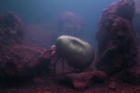 Pierre Huyghe's 'Zoodram 4,' 2011, Live marine ecosystem, aquarium, resin mask after Constantin Brancusi's Sleeping Muse (1910)