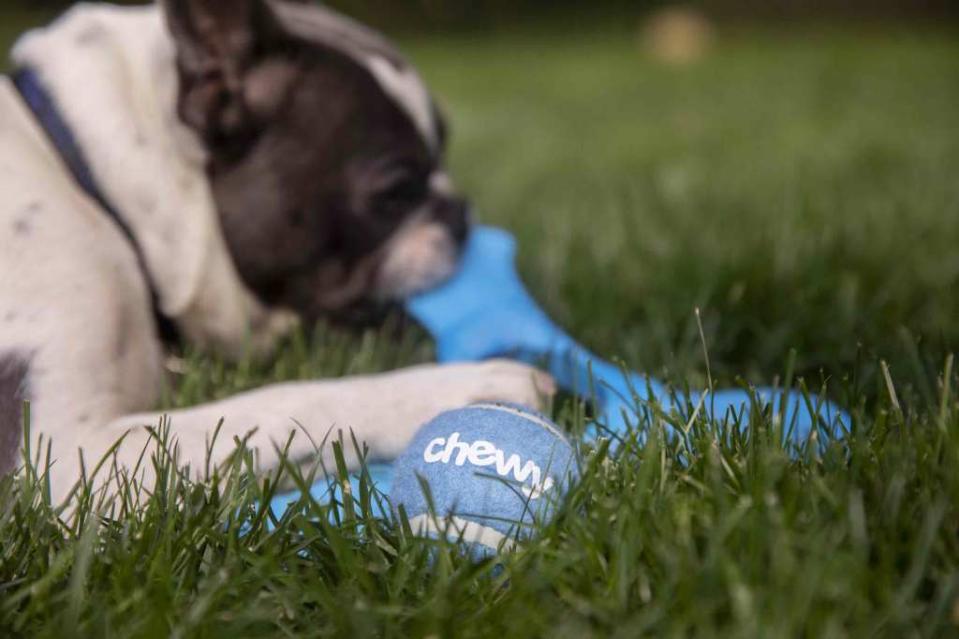 A Chewy tennis ball arranged in Tiskilwa, Illinois, U.S., on Tuesday, June 8, 2021. Chewy Inc. is scheduled to release earnings figures on June 10. Photographer: Daniel Acker/Bloomberg via Getty Images