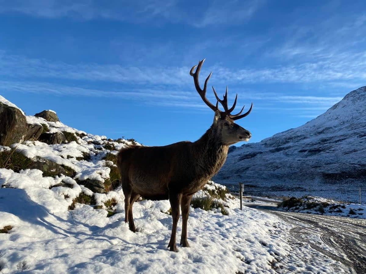 Callum the stag at Benn Eighe car park in Torridon, Scottish Highlands (Andrew Grant McKenzie / SWNS)