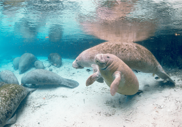 Colors and shapes of underwater world/Getty Images Stock image of manatees under water in Fort Myers Beach, Florida