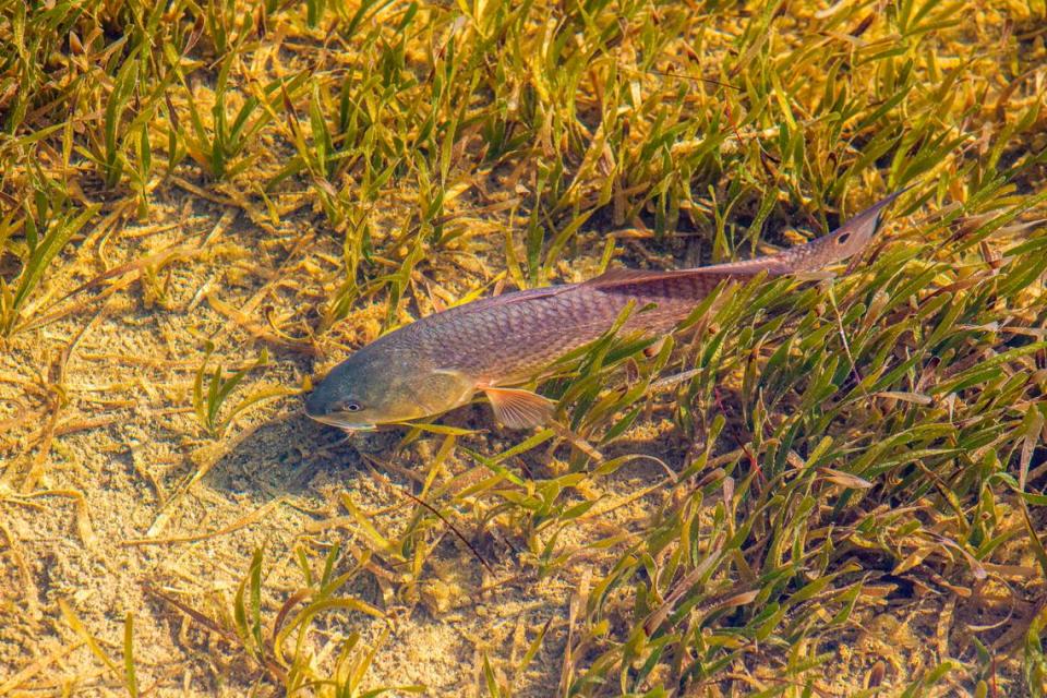 A new study by Florida International University and the Bonefish & Tarpon Trust shows Florida’s redfish are contaminated with pharmaceuticals in their blood. The research shows that across all studied estuaries, the number of pharmaceutical detections was highest in Apalachicola and Tampa Bay.