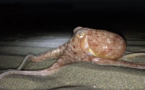 A British beach was taken over by more than 20 octopuses - Credit: WALES NEWS SERVICE