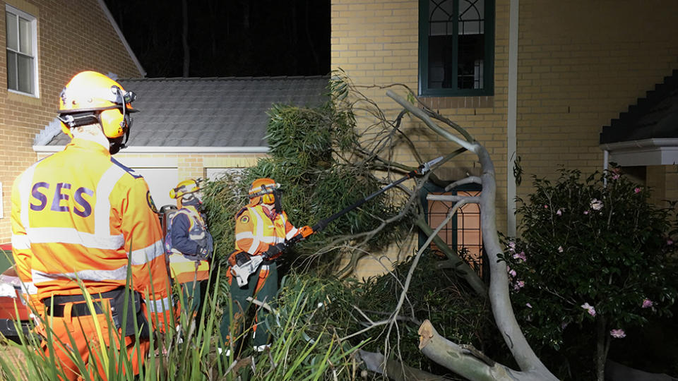Photo shows SES worker responding to a call of a fallen tree.