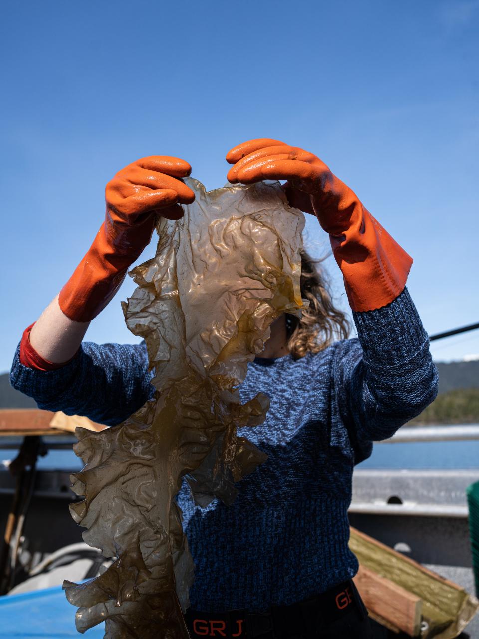 Tesia Bobrycki inspects freshly harvested sugar kelp aboard the Noctaluka.