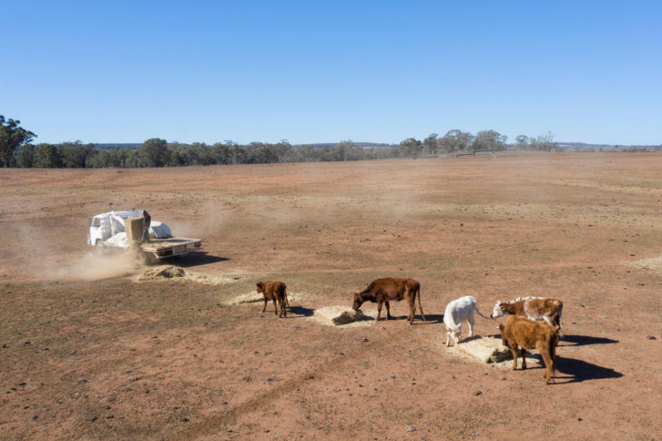 A NSW farmer feeding his cattle on dry land.