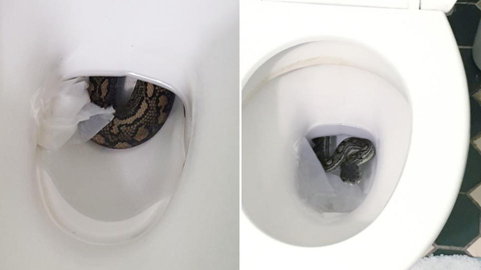 A Queensland man got a fright when a python appeared in his toilet.