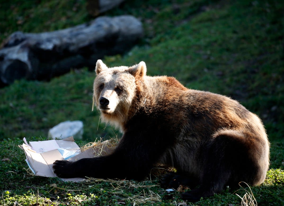 A brown bear eats food in Zagreb Zoo, Croatia (EPA)