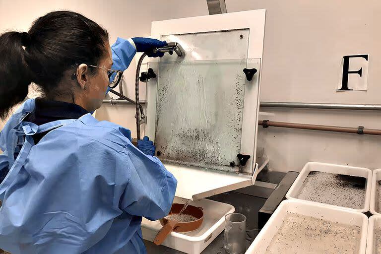 Proceso de separación de las larvas de mosquito por sexo y tamaño en el laboratorio del World Mosquito Program en el instituto Fiocruz